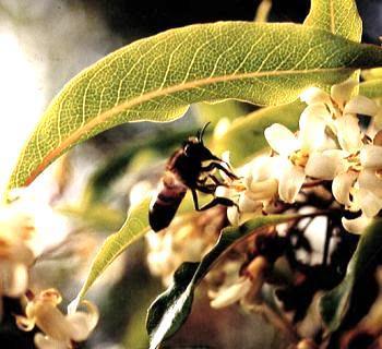 O mel pode tornar-se uma das bandeiras da fileira agro-pecuária dos Açores como produto de excelência ligado ao forte conteúdo natural e ecológico da região à imagem da