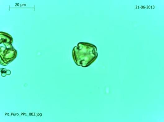 Análise polínica por microscopia óptica das amostras do mel