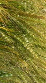 Cultivares de Trigo e Triticale Embrapa e Iapar Qualidade Industrial A qualidade industrial é um fator decisivo na comercialização de trigo e é determinada por fatores genéticos e ambientais.
