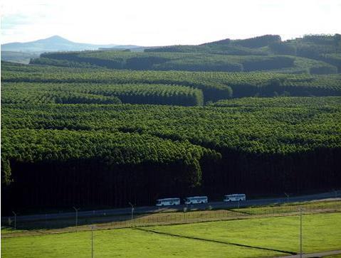 Biomassa numa plantação de eucaliptos Dimensão de uma pluma de contaminação
