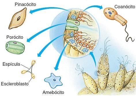 determinada função. Poríferos: não apresentam tecido.