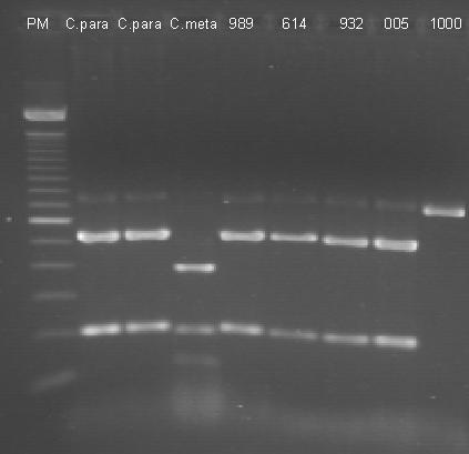 Análise eletroforética em gel de agarose dos produtos de PCR, onde PM: marcador molecular com 100 pares de base, C.para, C. parapsilosis ATCC 22019, C.meta, C. metapsilosis ATCC 96144 e C.ortho, C.