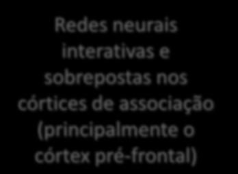 FUNÇÃO EXECUTIVA Redes neurais interativas e sobrepostas nos córtices de associação (principalmente o córtex pré-frontal) Sistemas cerebrais