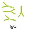 Resultados 5.7.2 Alterações na reatividade de IgG anti-formas promastigotas fixadas de L.