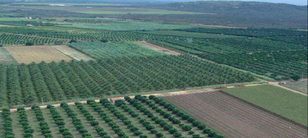 (Latossolo) Mandacaru: 52 hectares Em