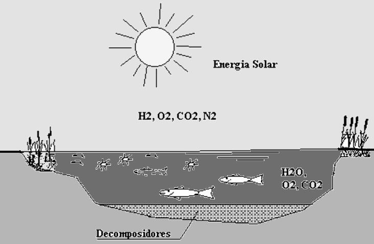 Sistema ecológico 11 Energia da biomassa É a energia solar fixada pelo processo fotossintético e acumulada nas moléculas orgânicas derivadas.