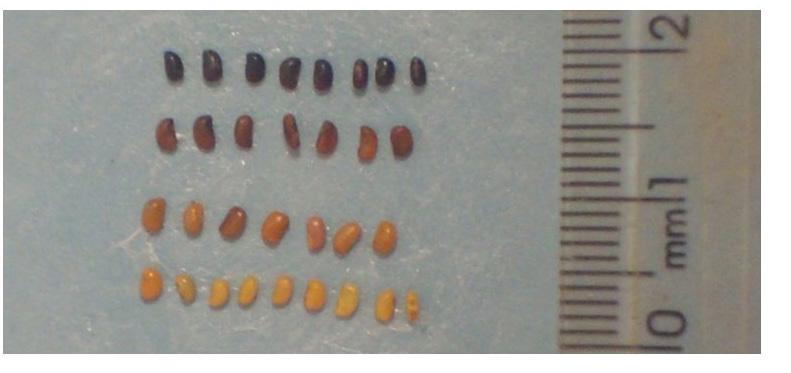 Exemplificação da variação na cor do tegumento (de amarela a preta) das sementes em uma mesma linhagem-irmã de S. guianensis (à esquerda) e S. capitata (à direita).