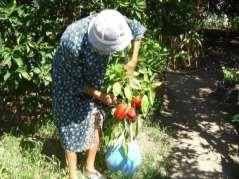 ecossistemas agrícolas