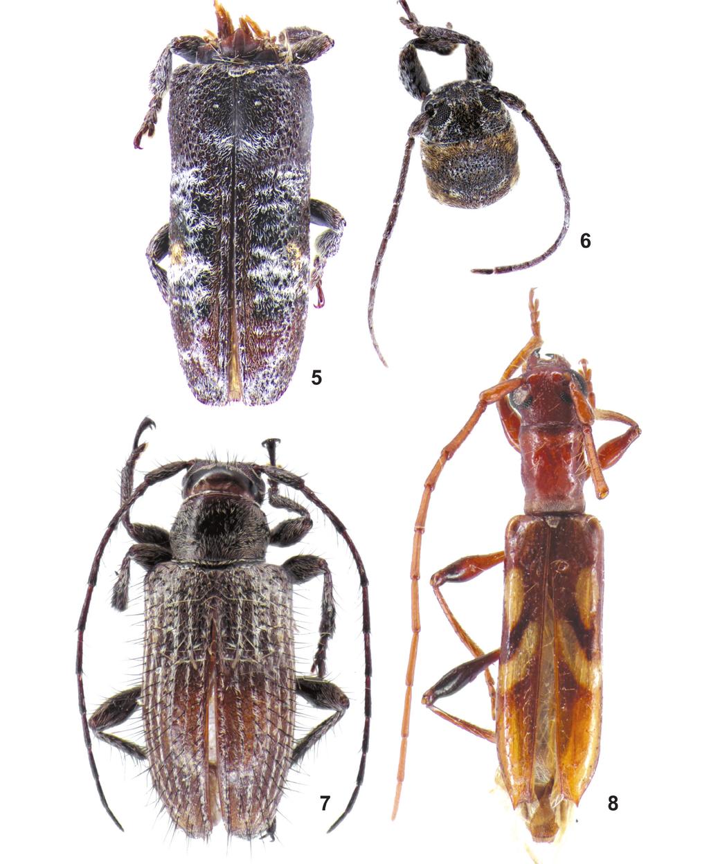 Cerambycidae (Coleoptera) do Parque Nacional da Serra das Confusões... espécie-tipo do gênero, M. linneatipennis Breuning, 1950, pelas sete faixas de pubescência esbranquiçada nos élitros.