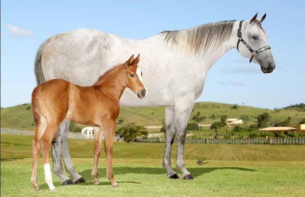 FILHA DO LÍDER EL SHADY ZORRERO PARIDA DE FÊMEA 01/08/17 E COBERTA POR THROWIN A FIT 25/08/17 MYSTIC ZORRERO MIL 14 FÊMEA TORDILHO 10/08/10 EL SHADY ZOR- RERO MYSTIC FLY PK SHADY LEO EL ANNIE BELL