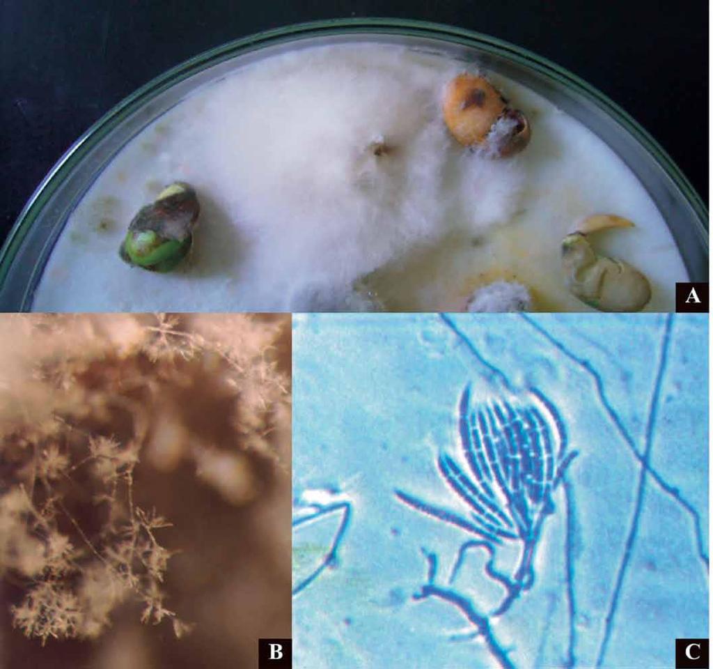 Fusarium pallidoroseum em sementes (A, B) e