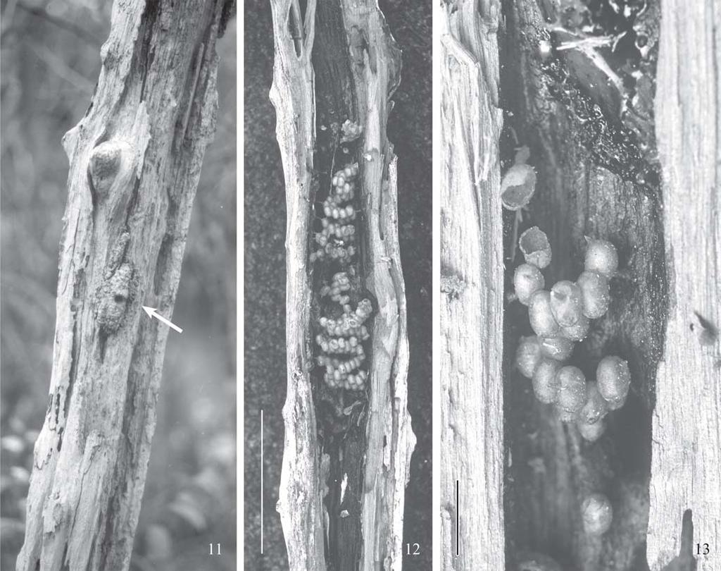 79 Figs. 11-13. Trichotrigona extranea (foz do rio Daraã, AM, Brasil). 11-12, ninho 807c, detalhe da entrada e corte longitudinal.