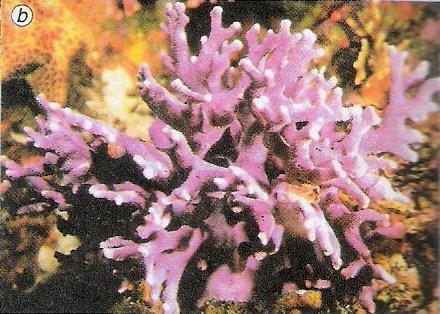 Figura 04: Imagem exemplificando um coral,