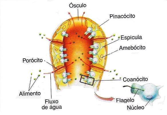 Também não foram encontrados problemas com relação à descrição das formas de respiração, excreção e transporte de nutrientes, todos os livros descrevem estes processos como sendo feitos célula à