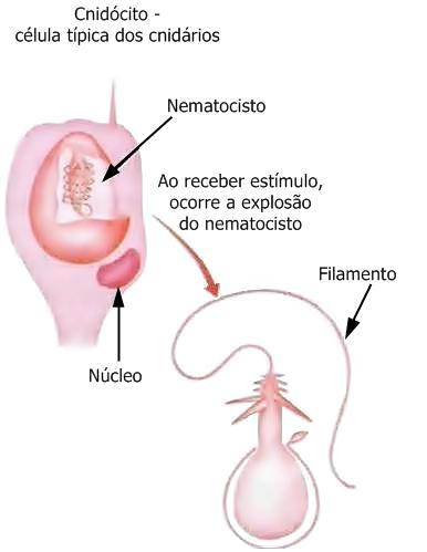 líquido urticante é eliminado., já o terceiro autor fala em uma pequena capsula...que injeta por um estilete uma substancia tóxica.