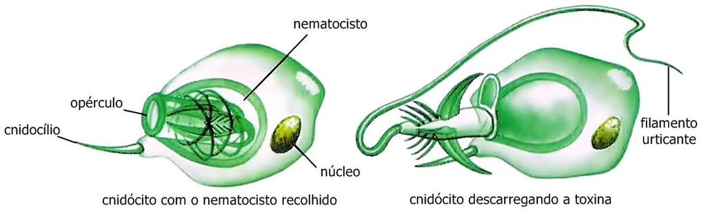 Figura 12: Ilustração sobre o funcionamento e morfologia de cnidócitos, presente no livro B.