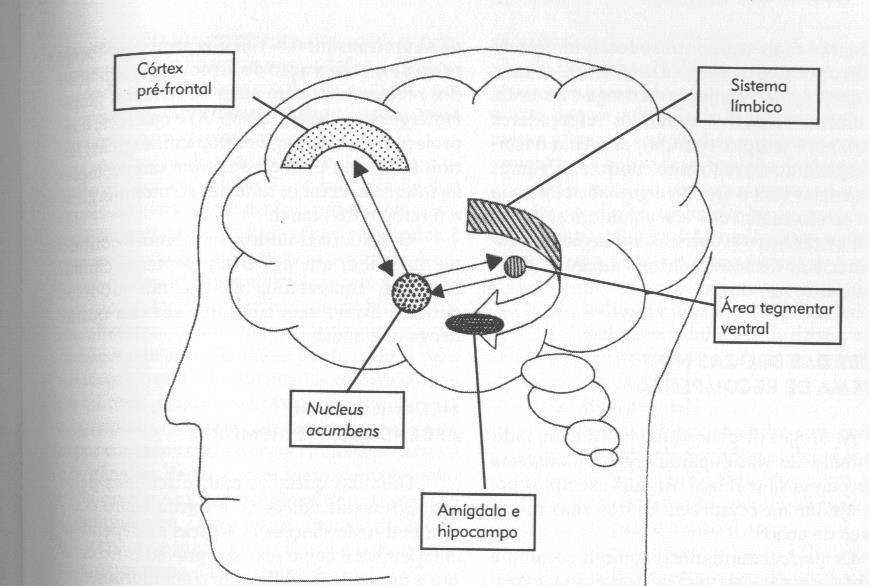 SISTEMA DE RECOMPENSA CEREBRAL: