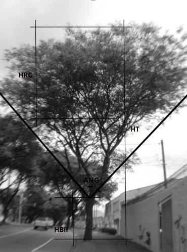 Alterações na arquitetura típica de Tipuana tipu (Benth.) O. Kuntze... 285 FIGURA 4: Modelo representativo de variáveis dendrométricas medidas nas fotografias.