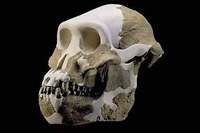 Australopithecus afarensis - 4 milhões de
