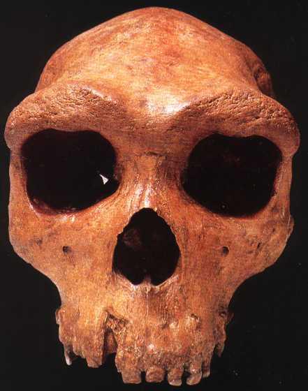 3. Como podemos conhecer a nossa história Homo antecessor Pais Homo heidelbergensis