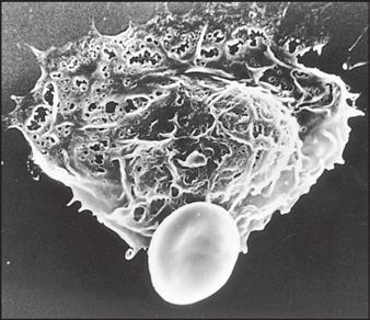 Os macrófagos são especializados na internalização de