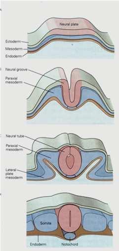 LATERAL também