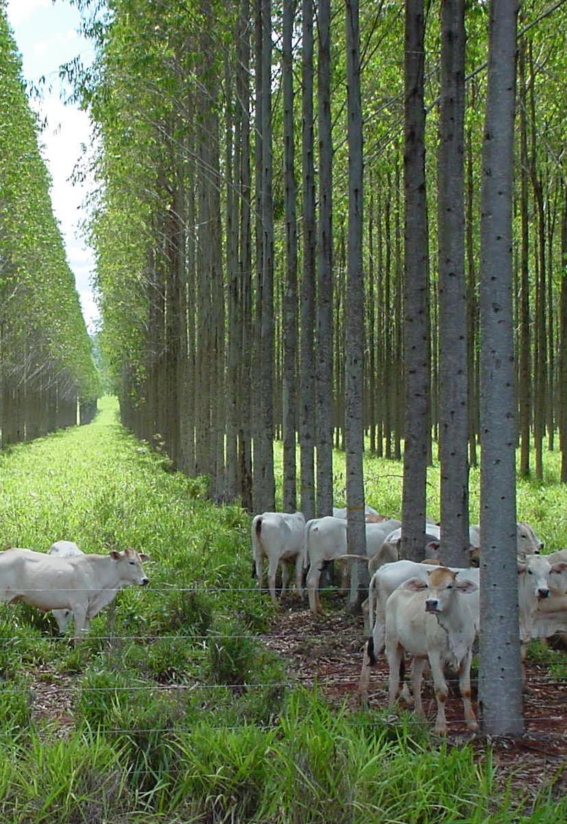 hectare Pastagem, 2ª desrama eucalipto Foto: