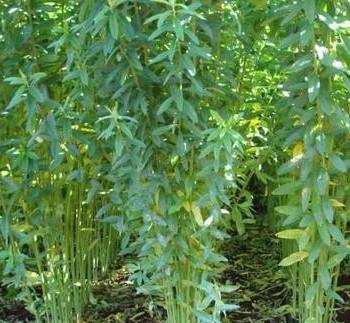 Adubo verde são plantas de