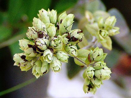 O orégano ou orégão (Origanum vulgare) é uma erva perene e aromática, muito utilizada na cozinha do Mediterrâneo e também para fazer alguns