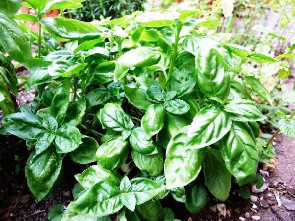 É uma planta conhecida pelos seus galhos com muitas ramificações, com