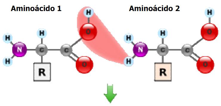 Ligação peptídica Ligação entre os aminoácidos; Ligação do grupo amina de um