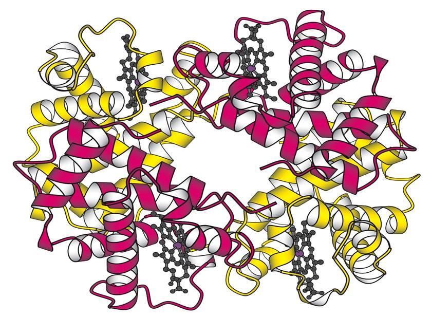 Estrutura Quaternária - Associação de duas ou mais cadeias polipeptidicas (subunidades) para compor uma proteína