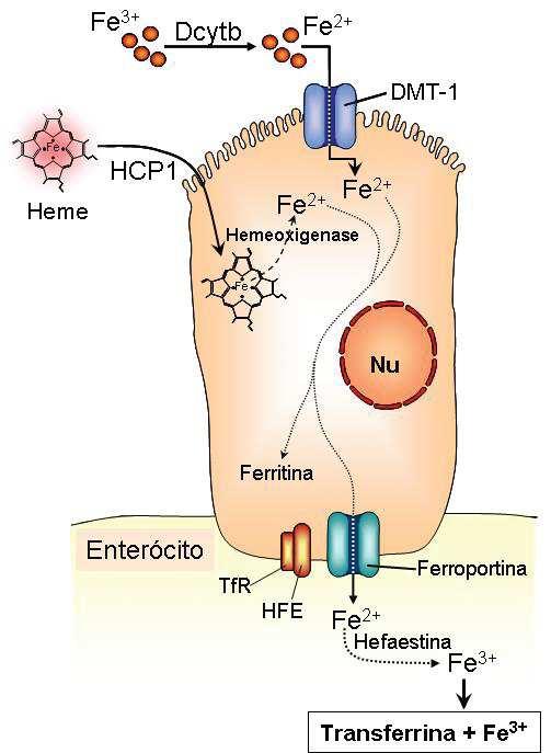 22 expressão duodenal das mais importantes moléculas transportadoras do ferro dos enterócitos particularmente DMT1, DcytB e ferroportina 1, a nível de RNA mensageiro (mrna) e também no nível protéico