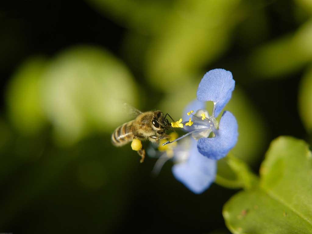 Método O método natural de extermínio de vespeiros é através de queimadas. Com isso, as abelhas são mortas cada vez mais em nosso convívio, mas esse não é o caminho mais correto.