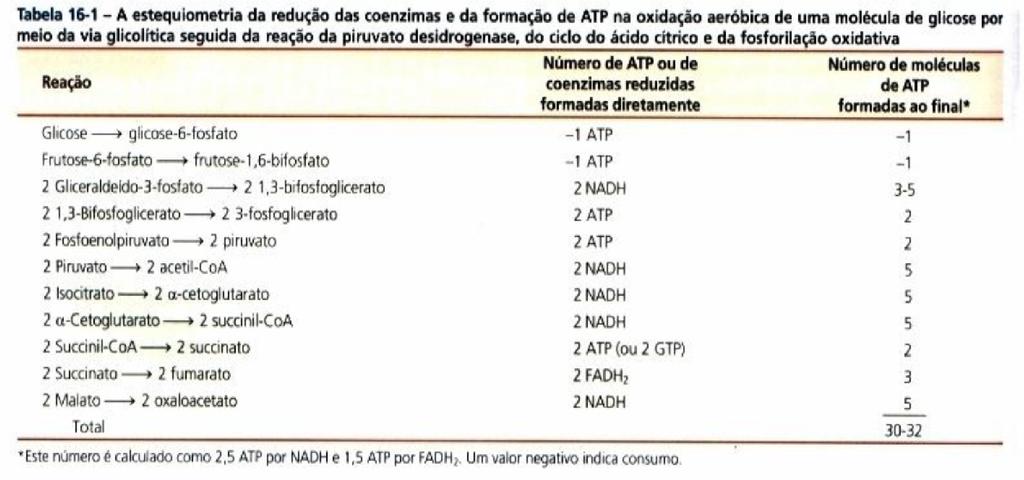 REDUÇÃO DE COENZIMAS E FORMAÇÃO DE ATP A PARTIR DE 1 MOLÉCULA DE GLICOSE 39 O PAPEL-CHAVE DAS VITAMINAS NO CICLO Riboflavina FAD Succinato