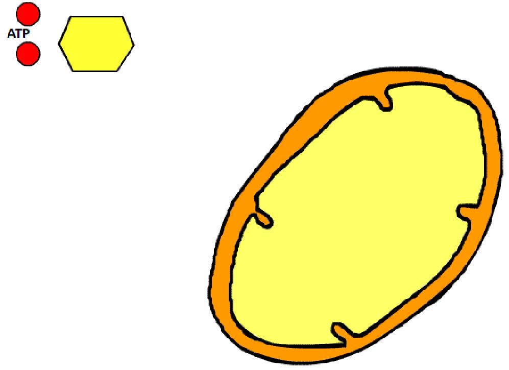 1 NADH 6 O 2 32 ou 34 ATP Piruvato (3 C) Piruvato (3 C) 2 CO 2 4 CO 2 2 ATP 6 H 2 O Mitocôndria 2