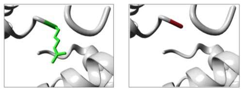 Caraterização molecular e funcional de variantes alfa de hemoglobina identificadas no Centro Hospitalar e Universitário de Coimbra Indivíduo VIII 1.8 