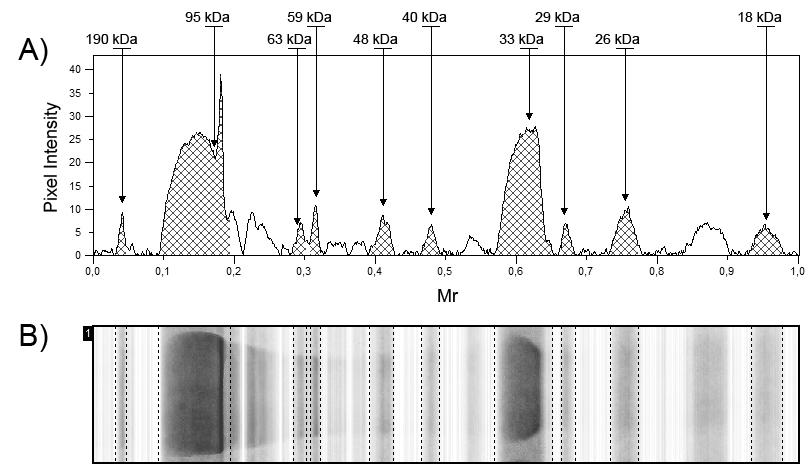 Urtiaga et al. Figura 1. (A) intensidade de pixel de cada banda presente no plasma seminal dos coelhos. As setas apontam o peso molecular de cada banda. Mr: mobilidade relativa.kda: kilodalton.