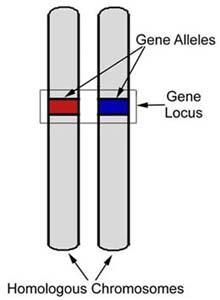 A LOCALIZAÇÃO Os genes alelos ocupam o mesmo lócus do mesmo par de
