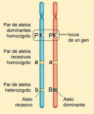 Nas células 2n, os cromossomos ocorrem aos pares, um de origem