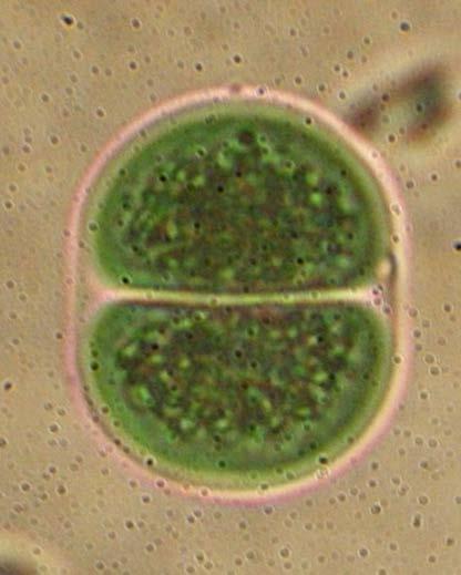 Divisão Cyanobacteria Ordem Chroococcales Família Chroococcaceae Chroococcus