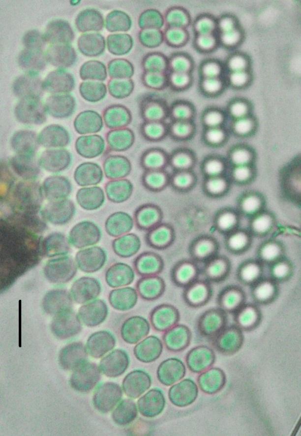 Divisão Cyanobacteria Ordem Chroococcales Família Merismopediaceae Merismopedia glauca (Ehrenberg) Kützing Colônias tabulares, planas, retangulares, com numerosas células arranjadas em grupos de