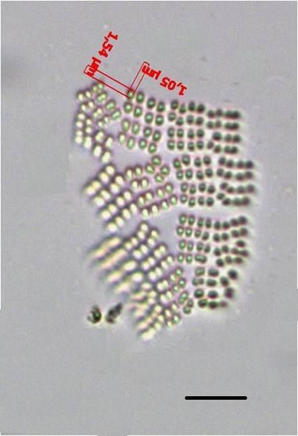 Divisão Cyanobacteria Ordem Chroococcales Família Merismopediaceae Merismopedia tenuissima Lemmermann Colônias tabulares, planas, retangulares, com numerosas células arranjadas em grupos de 4-8,