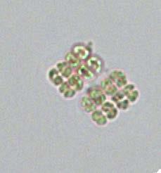 Divisão Cyanobacteria Ordem Chroococcales Família Merismopediaceae Merismopedia trolleri Bachmann Colônias tabulares, planas, retangulares, com numerosas células arranjadas em grupos de 4-8,
