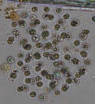 Divisão Cyanobacteria Ordem Chroococcales Família Microcystaceae