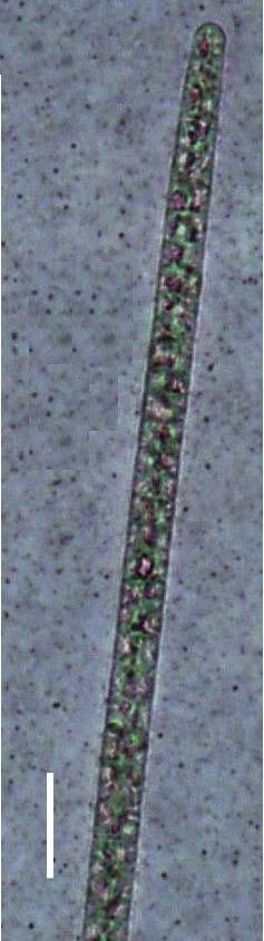 Divisão Cyanobacteria Ordem Oscillatoriales Família Phormidiaceae Planktothrix agardhii (Gomont) Komárek & Anagnostidis Tricomas solitários, retos, não constritos, gradualmente atenuados; células