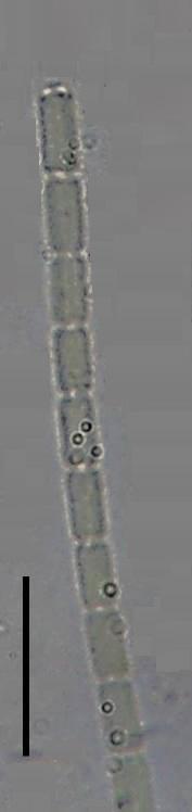 Divisão Cyanobacteria Ordem Oscillatoriales Família Pseudanabenaceae Pseudanabaena catenata Lauterborn Tricomas solitários, geralmente retos, constritos, não atenuados, septos translúcidos, não