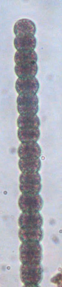 levemente curvos; bainha mucilaginosa ampla com até 30 μm diâmetro; células em