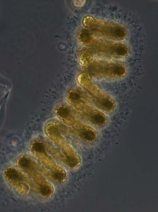 Divisão Cyanobacteria Ordem Nostocales Família Nostocaceae Dolichospermum spiroides (Klebahn) Wacklin, Hoffmanng & Komárek Tricomas solitários, espiralados; bainha mucilaginosa hialina, ampla;