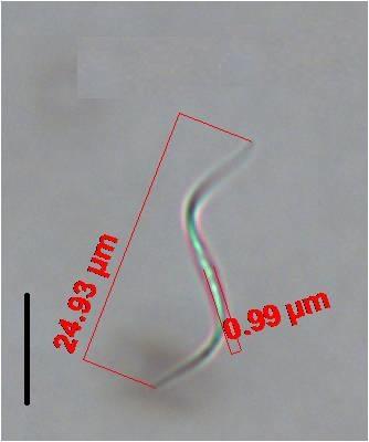 comprimento e 0,94-0,99 µm de diâmetro.